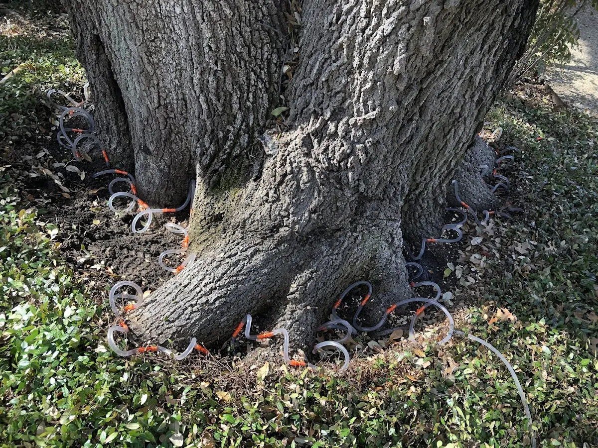 Detailed Tree Cabling and Bracing job site in New Suffolk